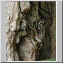 Rhagio sp - Schnepfenfliege 03a.jpg